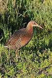 Ridgway's Rail